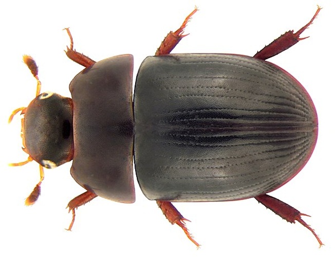  &copy; <a rel="nofollow" class="external text" href="https://www.flickr.com/people/30703260@N08">Udo Schmidt</a> from Deutschland