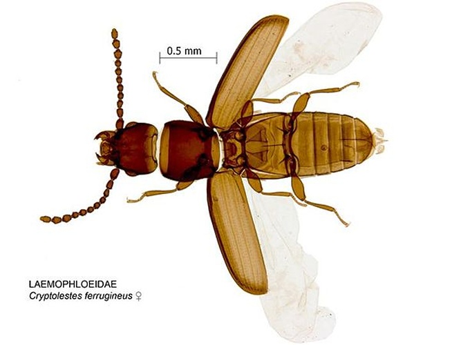 Cryptolestes ferrugineus © Pia Scanlon, DAFWA