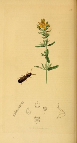 Cryptolestes spartii © <bdi><a href="https://en.wikipedia.org/wiki/en:John_Curtis_(entomologist)" class="extiw" title="w:en:John Curtis (entomologist)">John Curtis</a>
</bdi>