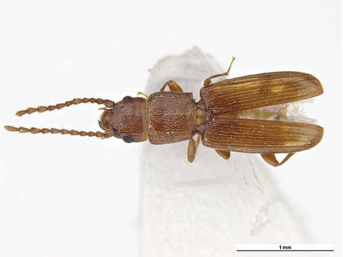 Cryptolestes turcicus © Clare McLellan, Muweum Victoria