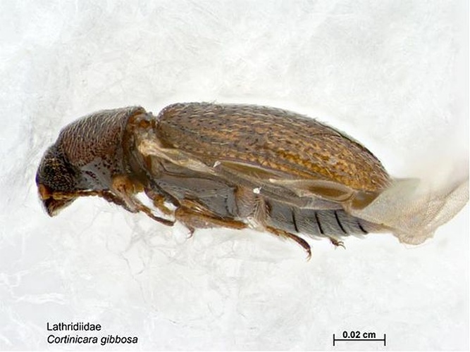 Cortinicara gibbosa &copy; Caroline Harding, MAF