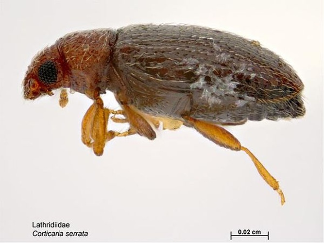 Corticaria serrata © Caroline Harding, MAF