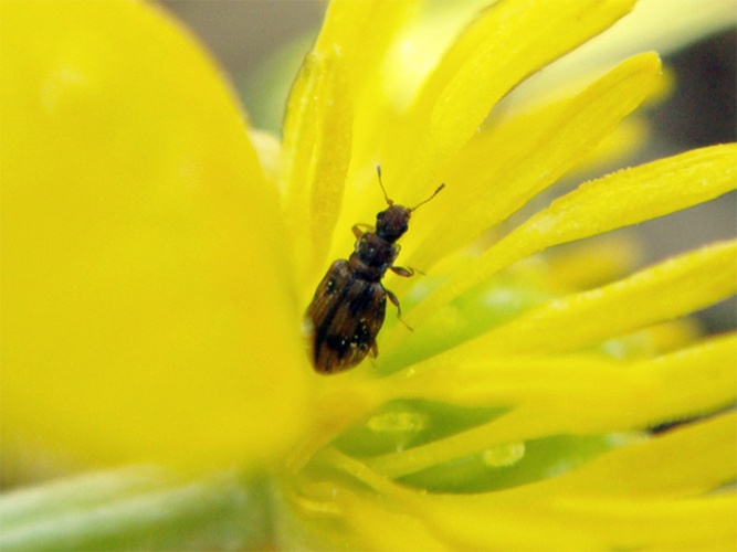 Cartodere bifasciata &copy; <a rel="nofollow" class="external text" href="https://www.flickr.com/photos/joaocoelho/">J. Coelho</a>