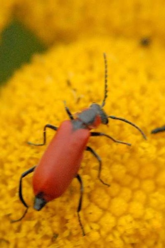 Anthocomus rufus © James K. Lindsey