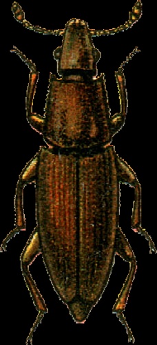 Monotoma conicicollis &copy; Georgiy Jacobson