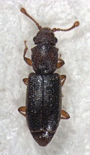 Monotoma longicollis &copy; S.E. Thorpe