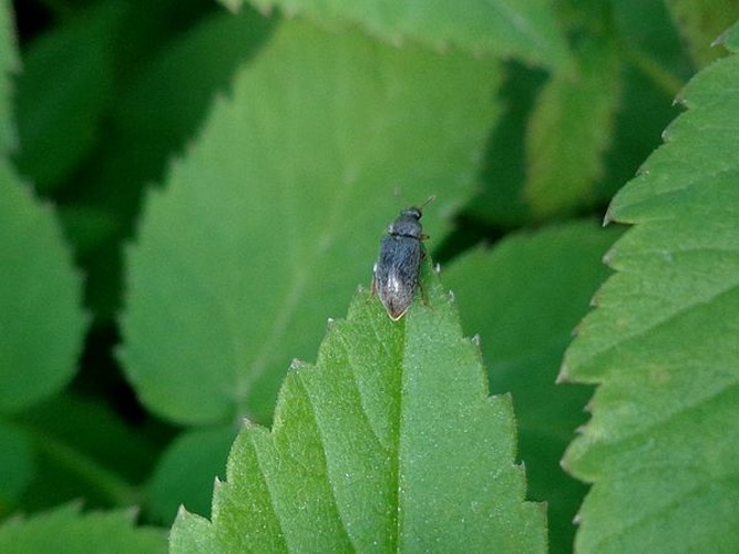 Variimorda mendax © <a href="//commons.wikimedia.org/wiki/User:AfroBrazilian" title="User:AfroBrazilian">AfroBrazilian</a>