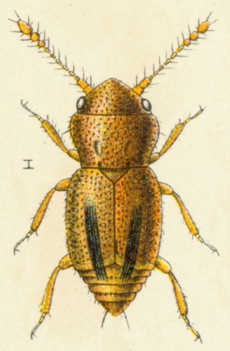 Ptinella limbata © <bdi><a href="https://en.wikipedia.org/wiki/en:Edmund_Reitter" class="extiw" title="w:en:Edmund Reitter">Edmund Reitter</a>
</bdi>