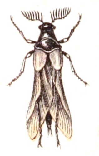 Ripiphorus subdipterus © <bdi><a href="https://www.wikidata.org/wiki/Q18508143" class="extiw" title="d:Q18508143">Emil Hochdanz</a>
</bdi>