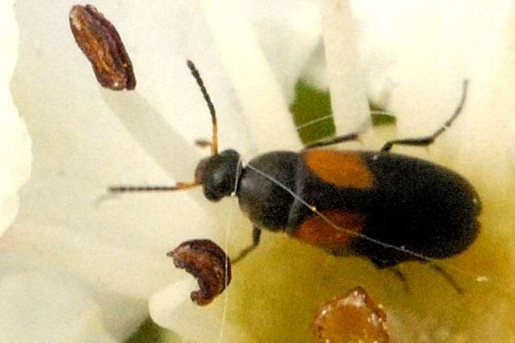 Anaspis fasciata &copy; James K. Lindsey