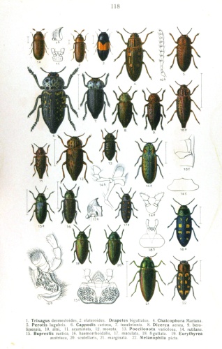 Trixagus elateroides &copy; <bdi><a href="https://en.wikipedia.org/wiki/en:Edmund_Reitter" class="extiw" title="w:en:Edmund Reitter">Edmund Reitter</a>
</bdi>