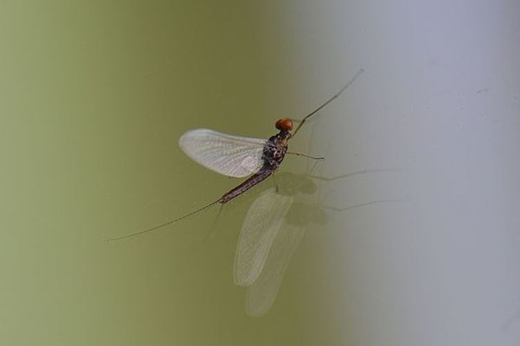 Serratella ignita © <a href="//commons.wikimedia.org/wiki/User:Jean.claude" title="User:Jean.claude">Jean.claude</a>