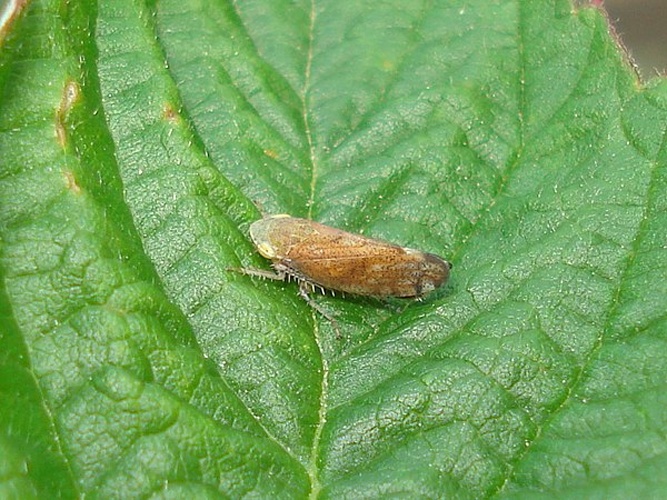 Fieberiella florii &copy; <a href="//commons.wikimedia.org/wiki/User:Sanja565658" title="User:Sanja565658">Sanja565658</a>