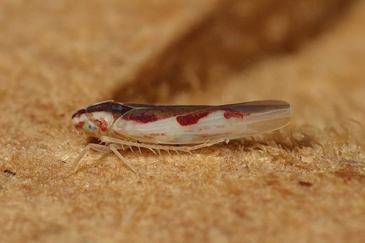 Zygina angusta &copy; <a rel="nofollow" class="external text" href="https://www.flickr.com/people/25401497@N02">Donald Hobern</a> from Copenhagen, Denmark