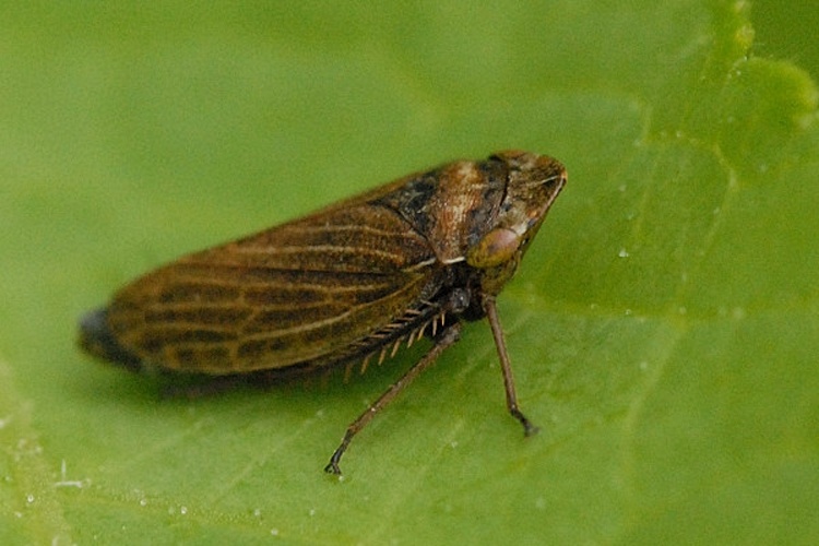 Aphrodes makarovi © James K. Lindsey