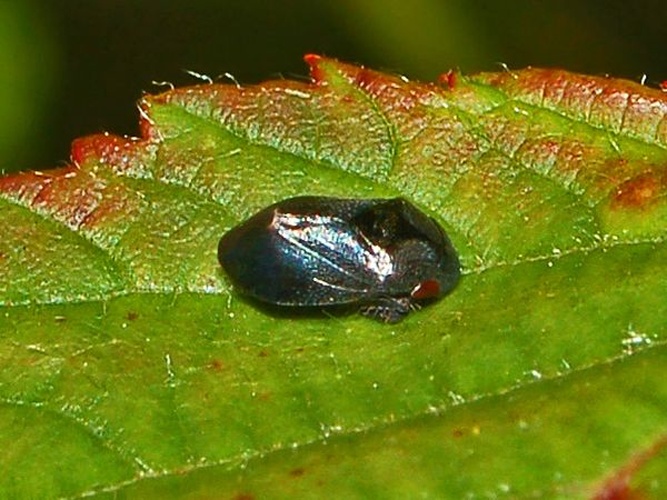 Penthimia nigra &copy; <a href="//commons.wikimedia.org/wiki/User:Hectonichus" title="User:Hectonichus">Hectonichus</a>