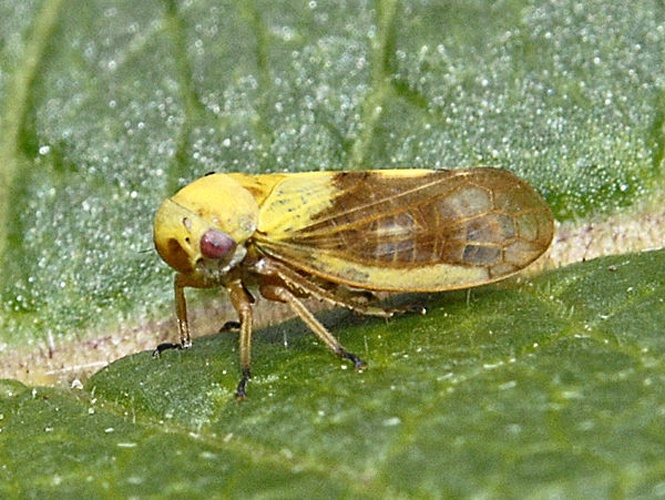 Oncopsis flavicollis &copy; <a href="//commons.wikimedia.org/wiki/User:Hectonichus" title="User:Hectonichus">Hectonichus</a>