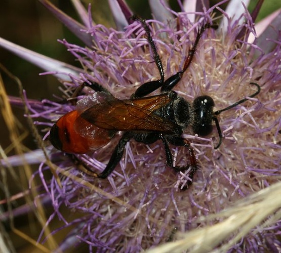 Sphex flavipennis &copy; <a rel="nofollow" class="external text" href="https://www.flickr.com/people/35142635@N05">S. Rae</a> from Scotland, UK