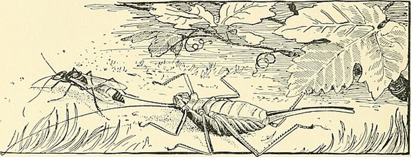 Palmodes occitanicus &copy; Kellogg, Vernon L. (Vernon Lyman), 1867-1937