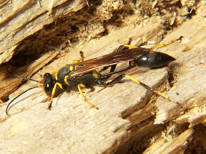 Black and yellow mud dauber © Bruce Marlin