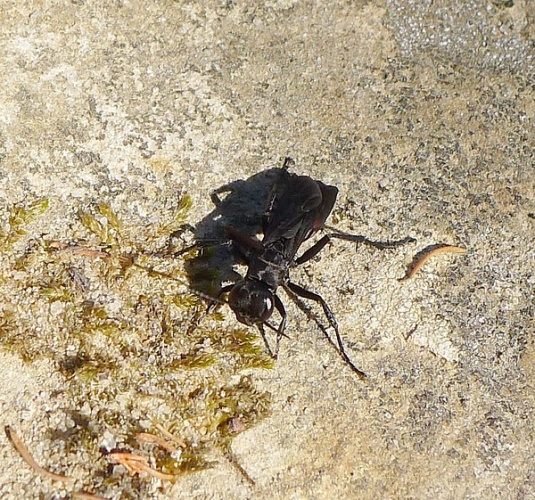 Podalonia affinis &copy; <a rel="nofollow" class="external text" href="https://www.flickr.com/people/43272765@N04">gailhampshire</a> from Cradley, Malvern, U.K
