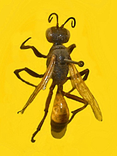 Podalonia hirsuta &copy; <a href="//commons.wikimedia.org/wiki/User:Hectonichus" title="User:Hectonichus">Hectonichus</a>