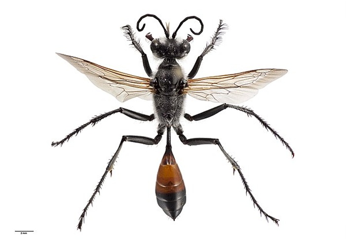 Podalonia tydei &copy; <bdi><a href="https://en.wikipedia.org/wiki/en:Auckland_War_Memorial_Museum" class="extiw" title="w:en:Auckland War Memorial Museum">Auckland War Memorial Museum</a>
</bdi>