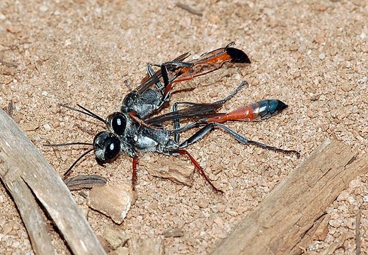 Ammophila heydeni © <a href="//commons.wikimedia.org/wiki/User:Dysmachus" title="User:Dysmachus">Fritz Geller-Grimm</a>