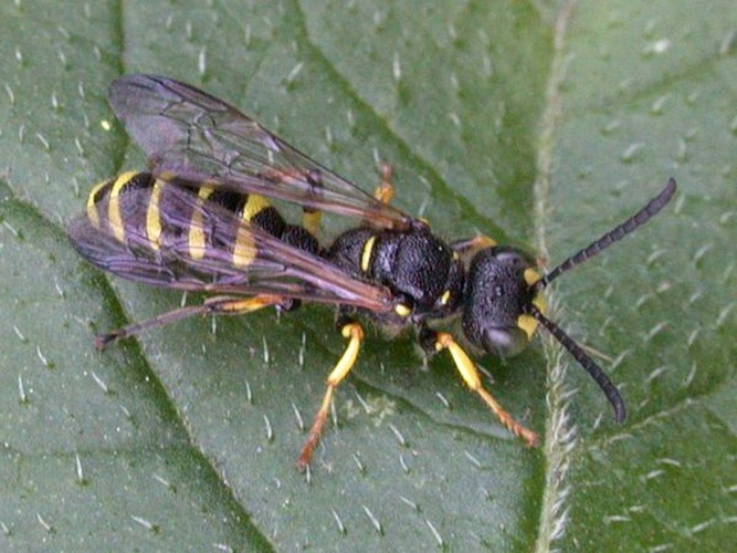 Cerceris arenaria &copy; Keith Edkins