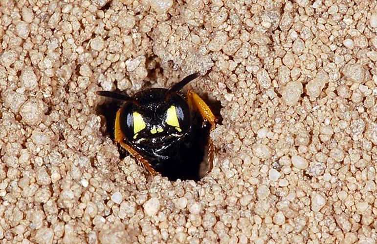 Cerceris interrupta &copy; <a href="//commons.wikimedia.org/wiki/User:Dysmachus" title="User:Dysmachus">Fritz Geller-Grimm</a>