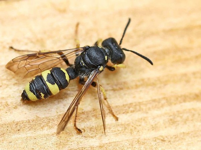 Cerceris rybyensis &copy; 