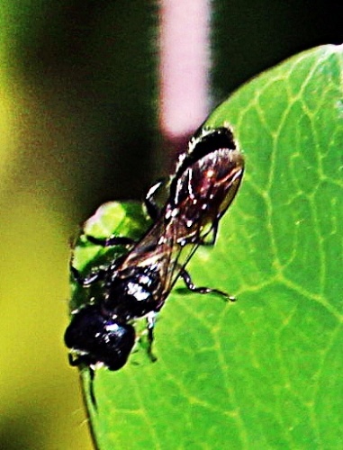 Diodontus minutus © <a href="//commons.wikimedia.org/wiki/User:B.K.H._Schnebele" title="User:B.K.H. Schnebele">B.K.H. Schnebele</a>