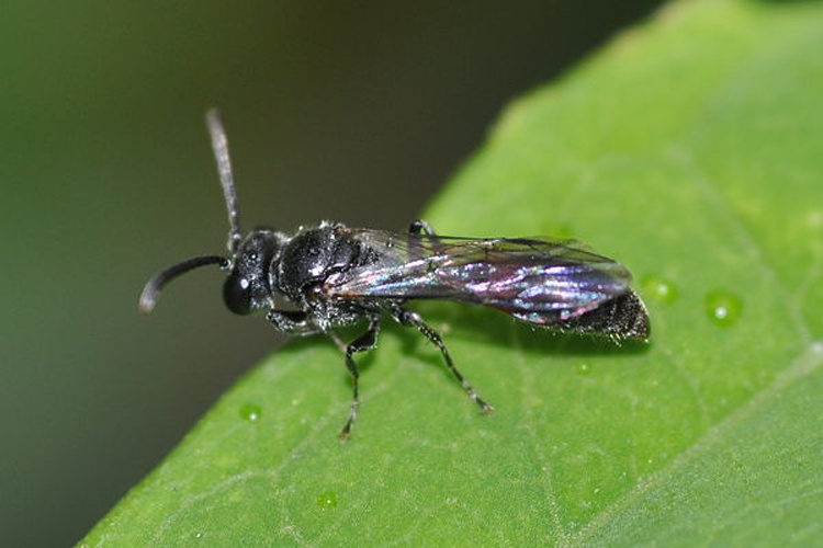 Mimesa bruxellensis &copy; <a href="//commons.wikimedia.org/wiki/User:Aiwok" title="User:Aiwok">Aiwok</a>