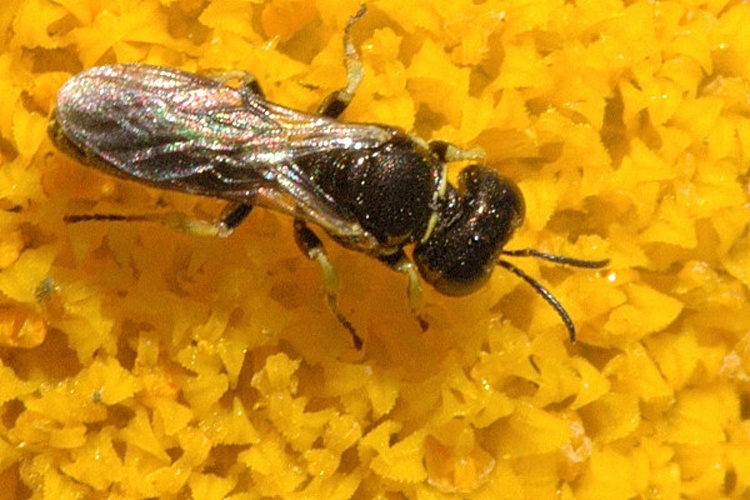 Lindenius panzeri &copy; James K. Lindsey