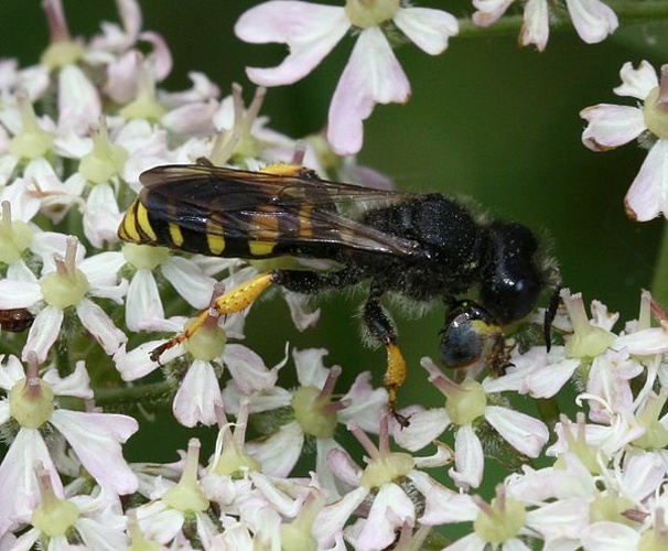 Crabro cribrarius © <a href="//commons.wikimedia.org/w/index.php?title=User:Sandy_Rae&amp;action=edit&amp;redlink=1" class="new" title="User:Sandy Rae (page does not exist)">Sandy Rae</a>