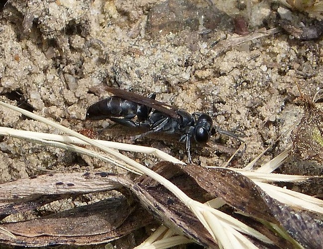 Liris niger &copy; <a rel="nofollow" class="external text" href="https://www.flickr.com/people/43272765@N04">gailhampshire</a> from Cradley, Malvern, U.K