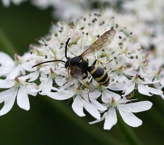 Argogorytes fargeii &copy; <a href="//commons.wikimedia.org/w/index.php?title=User:Sandy_Rae&amp;action=edit&amp;redlink=1" class="new" title="User:Sandy Rae (page does not exist)">Sandy Rae</a>