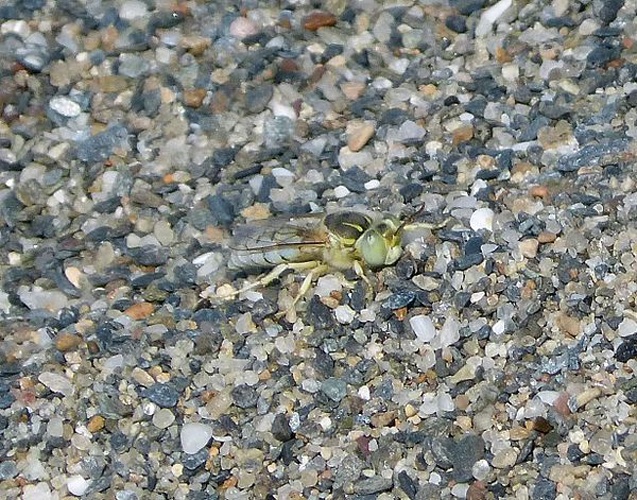 Bembix olivacea © <a rel="nofollow" class="external text" href="https://www.flickr.com/people/43272765@N04">gailhampshire</a> from Cradley, Malvern, U.K