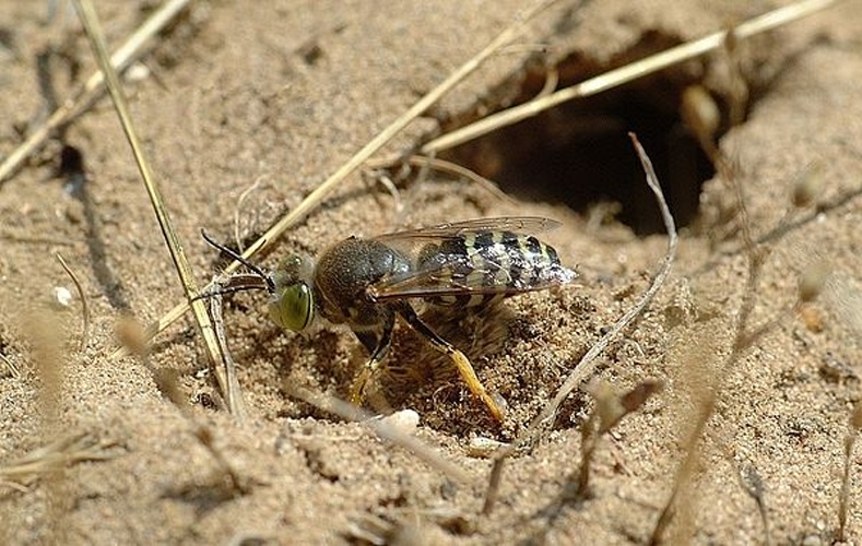 Bembix rostrata © Fritz Geller-Grimm