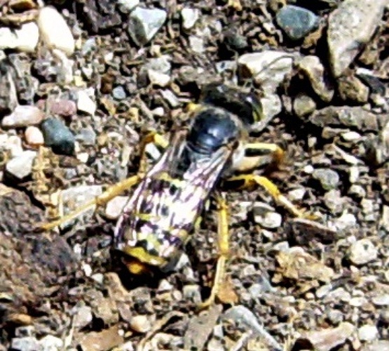 Bembix tarsata &copy; <a href="//commons.wikimedia.org/wiki/User:Victor_M._Vicente_Selvas" title="User:Victor M. Vicente Selvas">Victor M. Vicente Selvas</a>