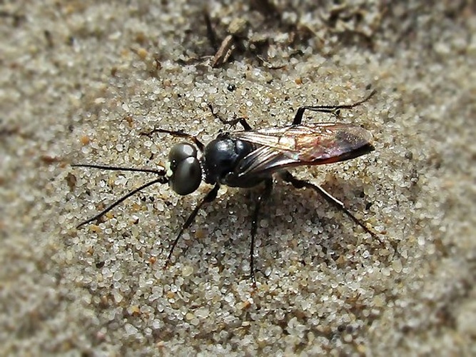 Dryudella stigma © <a href="//commons.wikimedia.org/wiki/User:Bj.schoenmakers" title="User:Bj.schoenmakers">Bj.schoenmakers</a>