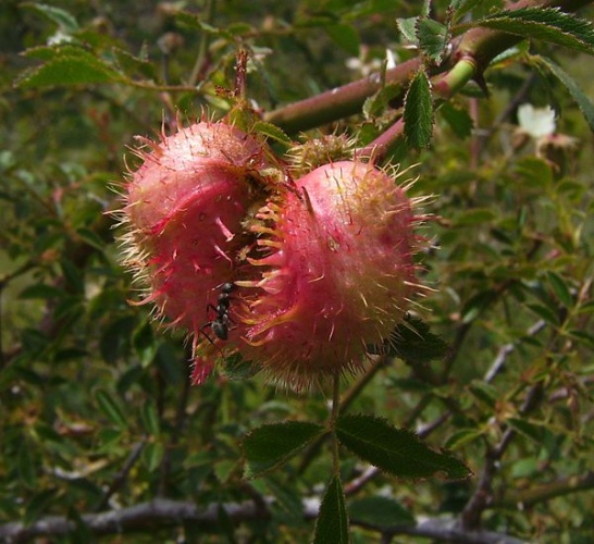 Diplolepis mayri &copy; <a href="//commons.wikimedia.org/wiki/User:Victor_M._Vicente_Selvas" title="User:Victor M. Vicente Selvas">Victor M. Vicente Selvas</a>