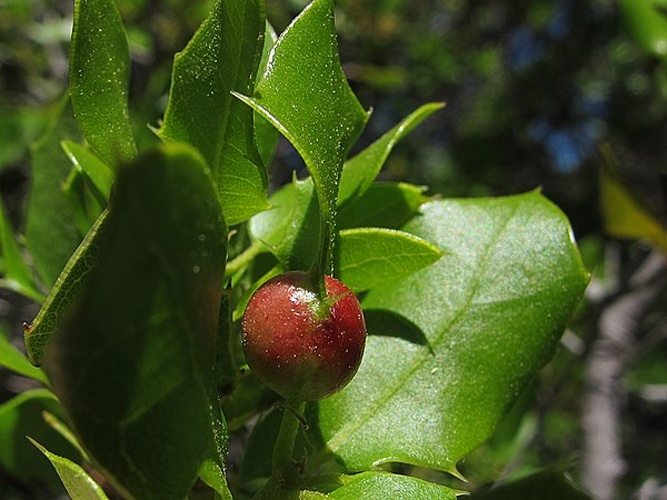 Plagiotrochus quercusilicis © <a rel="nofollow" class="external text" href="https://www.flickr.com/people/70626035@N00">jacilluch</a>