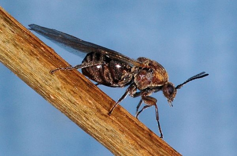 Andricus coriarius &copy; <a href="//commons.wikimedia.org/wiki/User:Dysmachus" title="User:Dysmachus">Fritz Geller-Grimm</a>