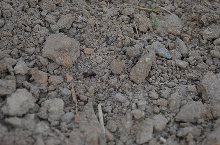 Arachnospila minutula &copy; <a href="//commons.wikimedia.org/w/index.php?title=User:Ycleymans&amp;action=edit&amp;redlink=1" class="new" title="User:Ycleymans (page does not exist)">Ycleymans</a>