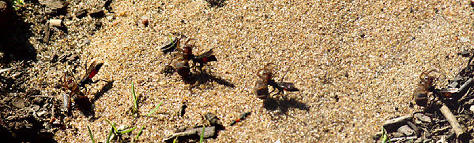 Anoplius infuscatus &copy; <a href="//commons.wikimedia.org/wiki/User:Chiswick_Chap" title="User:Chiswick Chap">Chiswick Chap</a>