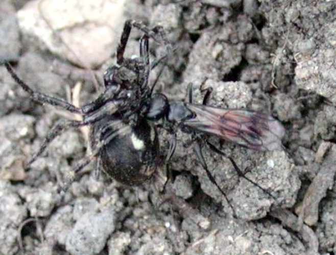 Anoplius viaticus &copy; Keith Edkins; Cambridge, England