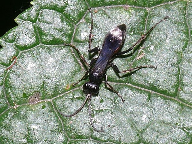 Priocnemis hyalinata © own work