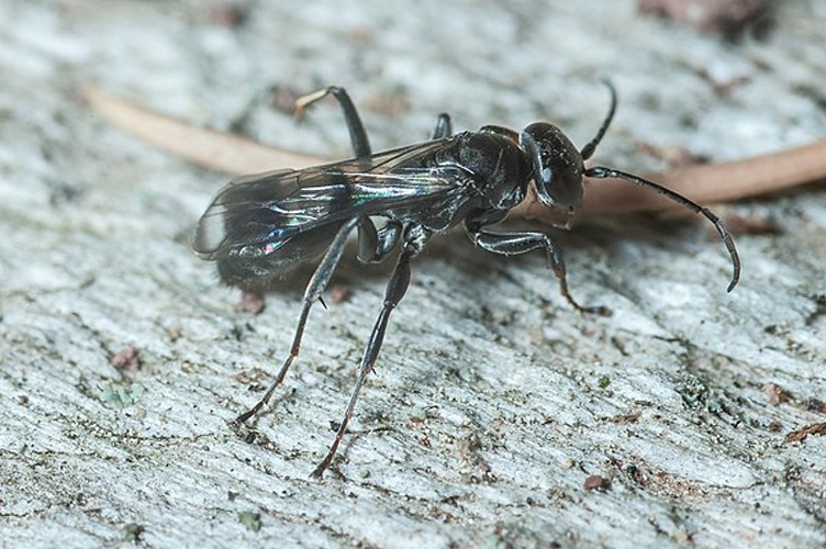 Dipogon subintermedius © Pjt56 --- If you use the picture outside Wikipedia I would appreciate a short e-mail to pjt56@gmx.net or a message on <a href="//commons.wikimedia.org/wiki/User_talk:Pjt56" title="User talk:Pjt56">my discussion page</a>