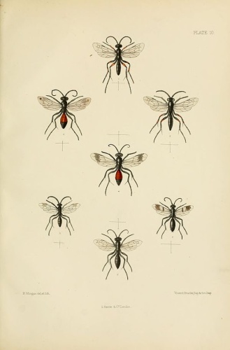 Dipogon variegatus © Edward Saunders